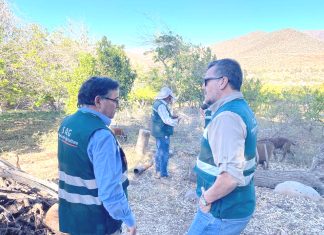 SAG sigue combatiendo a la mosca con 600 trabajadores y más de 3.500 millones de pesos