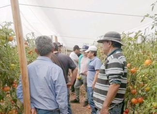 Pequeños agricultores del Valle del Palqui acusan que la burocracia del SAG está matando la temporada