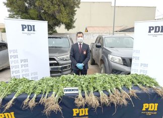 Incautan marihuana avaluada en 131 millones