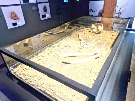 En Los Vilos el pasado susurra: Inauguran sala que expone al vestigio humano más antiguo de Sudamérica