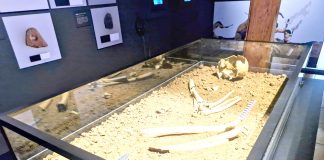 En Los Vilos el pasado susurra: Inauguran sala que expone al vestigio humano más antiguo de Sudamérica