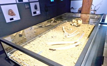 En Los Vilos el pasado susurra: Inauguran sala que expone al vestigio humano más antiguo de Sudamérica