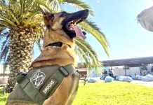 El pastor belga de Carabineros que ayudó a decomiso de droga más grande que se ha hecho en la región