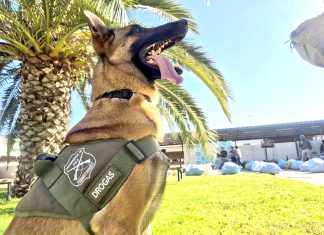 El pastor belga de Carabineros que ayudó a decomiso de droga más grande que se ha hecho en la región