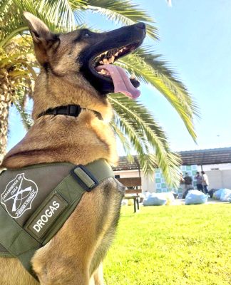 El pastor belga de Carabineros que ayudó a decomiso de droga más grande que se ha hecho en la región