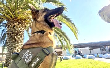 El pastor belga de Carabineros que ayudó a decomiso de droga más grande que se ha hecho en la región