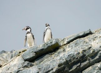 Efectos contra especies cancelan show pirotécnico de año nuevo