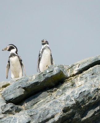 Efectos contra especies cancelan show pirotécnico de año nuevo