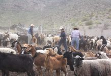 Valoran aprobación de recursos que permitirán las veranadas en argentina