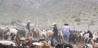 Valoran aprobación de recursos que permitirán las veranadas en argentina