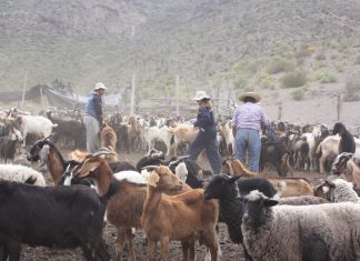 Valoran aprobación de recursos que permitirán las veranadas en argentina