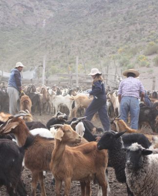 Valoran aprobación de recursos que permitirán las veranadas en argentina