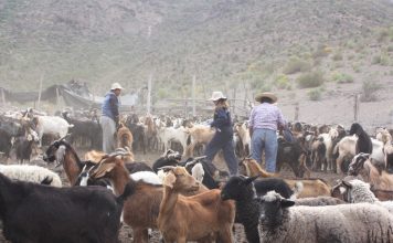 Valoran aprobación de recursos que permitirán las veranadas en argentina