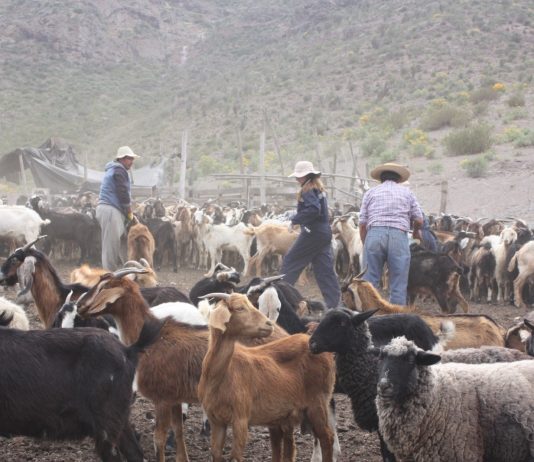 Valoran aprobación de recursos que permitirán las veranadas en argentina