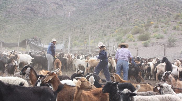 Valoran aprobación de recursos que permitirán las veranadas en argentina