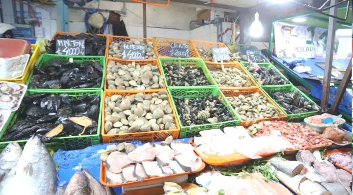 Prohíben extracción y consumo de mariscos en Tongoy tras detección de marea roja