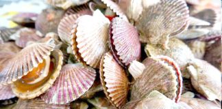 El verano arranca complejo en Coquimbo por dos fénomenos