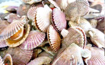 El verano arranca complejo en Coquimbo por dos fénomenos