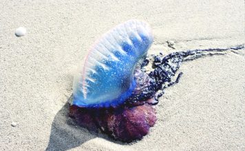 Fragata portuguesa vuelve a acechar las costas de Puerto Valero y obliga a prohibir el baño