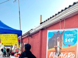 Fundaciones animalistas traerán caballos quemados desde el sur para rehabilitar