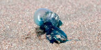 Expertos explican cuál es el impacto de la Fragata Portuguesa en el ecosistema costero