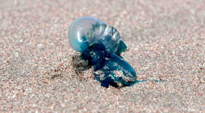 Expertos explican cuál es el impacto de la Fragata Portuguesa en el ecosistema costero