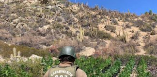 Millonaria incautación de más de 60 kilos de droga