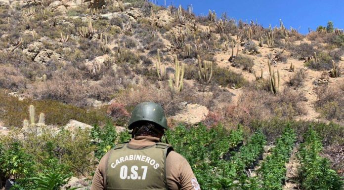 Millonaria incautación de más de 60 kilos de droga