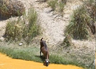 El daño del agua amarillenta habría traspasado a animales