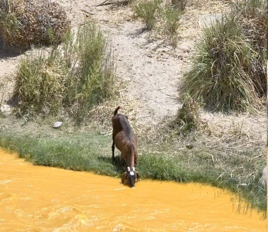 El daño del agua amarillenta habría traspasado a animales