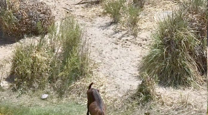 El daño del agua amarillenta habría traspasado a animales