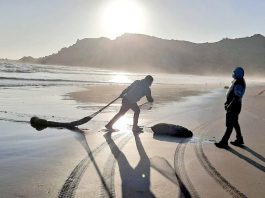Desde la región se produce entre el 70 y 80% de la macha que se distribuye en el país