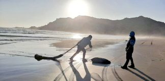 Desde la región se produce entre el 70 y 80% de la macha que se distribuye en el país