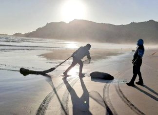 Desde la región se produce entre el 70 y 80% de la macha que se distribuye en el país
