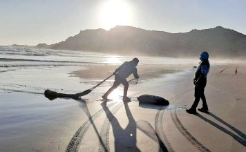Desde la región se produce entre el 70 y 80% de la macha que se distribuye en el país