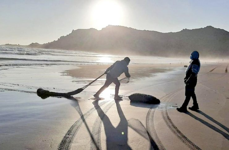 Desde la región se produce entre el 70 y 80% de la macha que se distribuye en el país