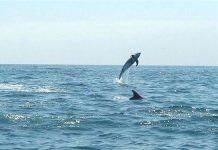 Indignación por videos que muestran hostigamiento a delfines en Guanaqueros