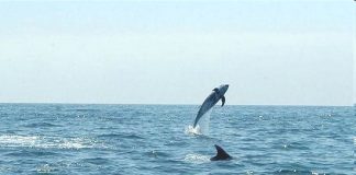 Indignación por videos que muestran hostigamiento a delfines en Guanaqueros