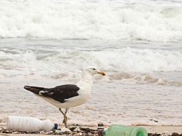 SUFRE el ecosistema por colillas en playas