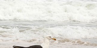 SUFRE el ecosistema por colillas en playas