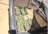 1.700 plantas de cannabis son incautadas en sector rural