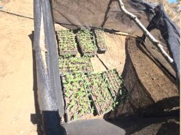 1.700 plantas de cannabis son incautadas en sector rural