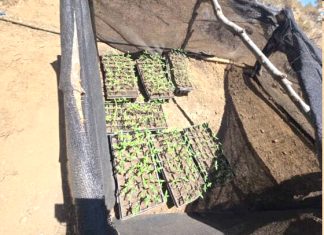 1.700 plantas de cannabis son incautadas en sector rural