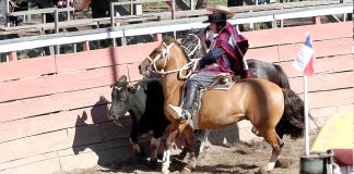 Animalistas y mundo huaso cara a cara por rodeo