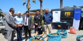 Plan Cannabis de la PDI provoca $14 mil millones de pérdidas en productores de narcocultivos de Limarí