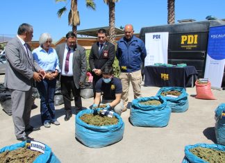 Plan Cannabis de la PDI provoca $14 mil millones de pérdidas en productores de narcocultivos de Limarí