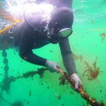 Pescadores artesanales se animan a sembrar en el mar