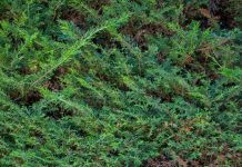 Presidenta FEULS condena agresión contra Lincolao «sin rodeos»