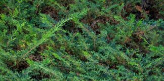 Presidenta FEULS condena agresión contra Lincolao «sin rodeos»