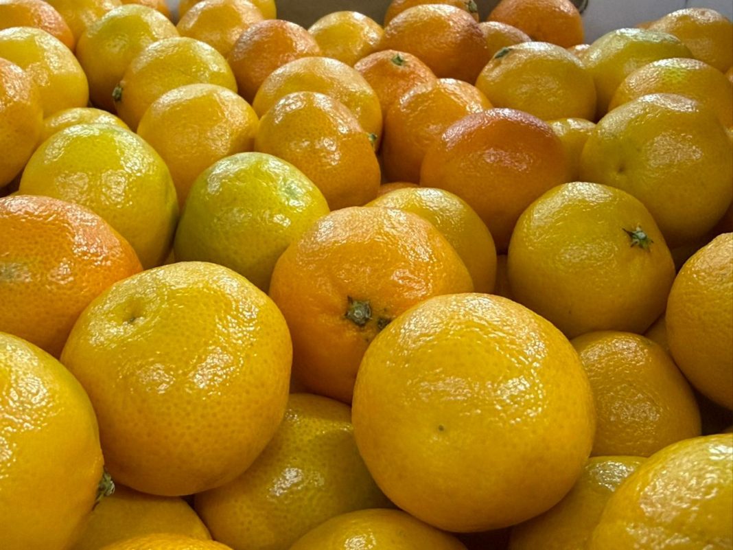 SAG y Frutas de Chile dan inicio en Coquimbo a la temporada de ...